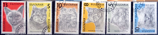 Mačky 1