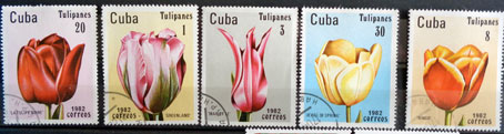 Tulipány