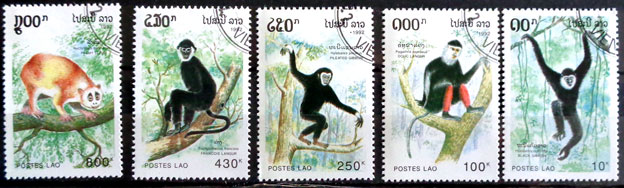Cicavce 1