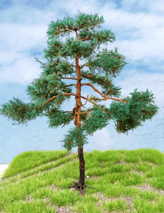 Borovica 16,5 cm
