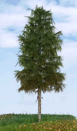 Smrek 18 cm
