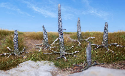 Smrekové pne 2,5 - 5 cm
