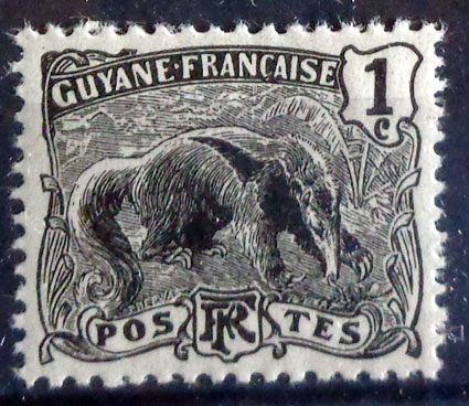 Giant Anteater (Myrmecophaga tridactyla)