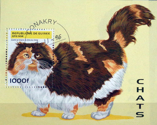Mačky 9