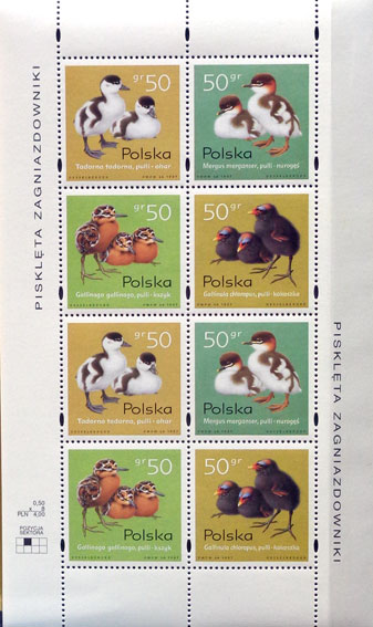 Mladé vodné vtáky