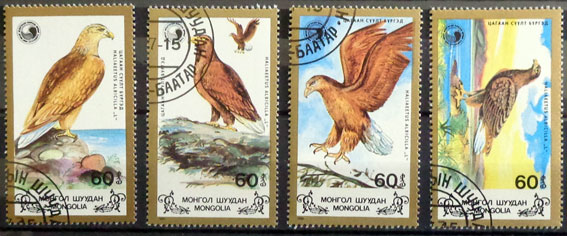 Orol morský