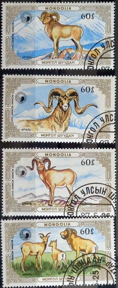 Ovca argali
