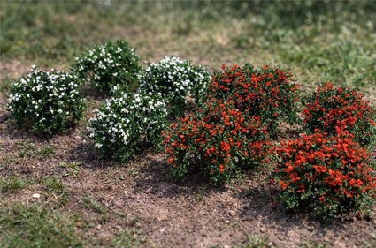 Kríčky - kvitnúce 3 cm