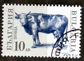 Domáce zvieratá - Bos taurus