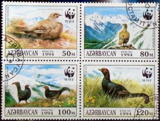 Vtáky - tetrov kaukazský 