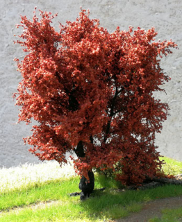 Dub červený 14 cm