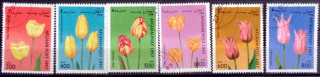Kvety - Tulipány 