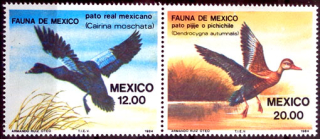 Mexická fauna 