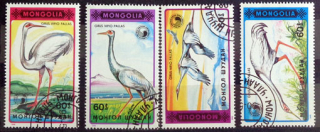 Vtáky - žeriav bielohlavý 