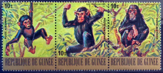 Ohrozené zvieratá -  Šimpanz