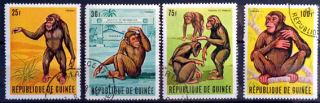 Slávny guinejský šimpanz "Tarzan" 